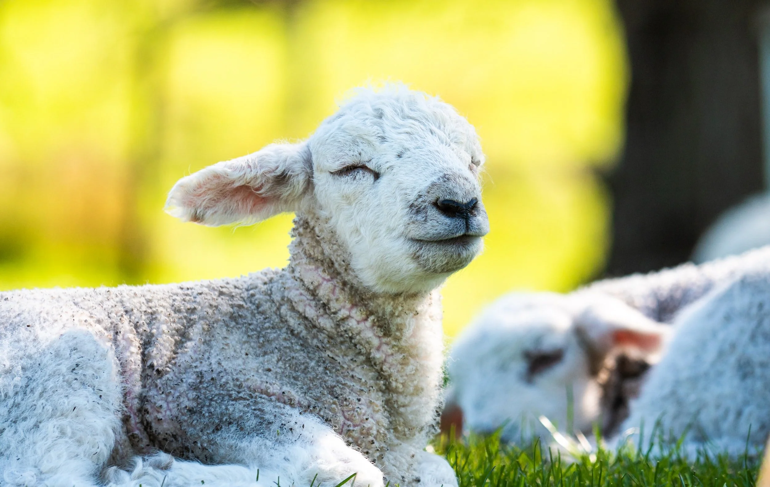 How “sheepish” are you?